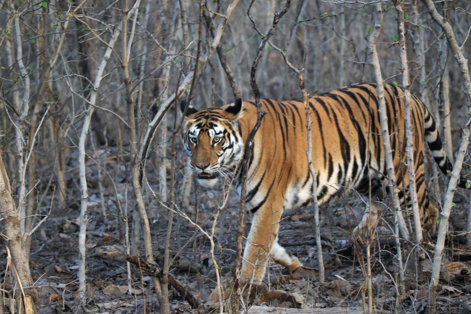 Tigress Panna National Park
