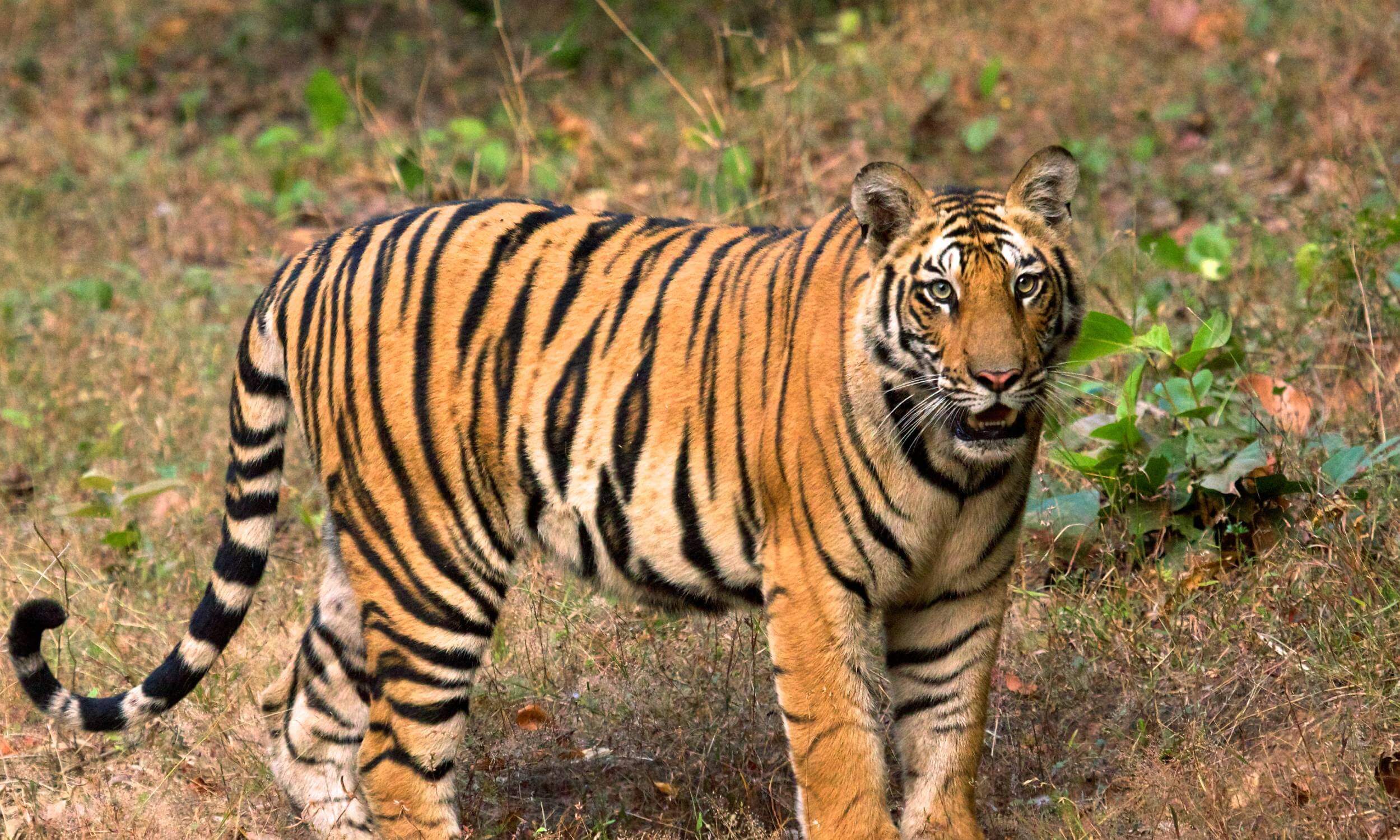 Bandhavgarh National Park Tiger