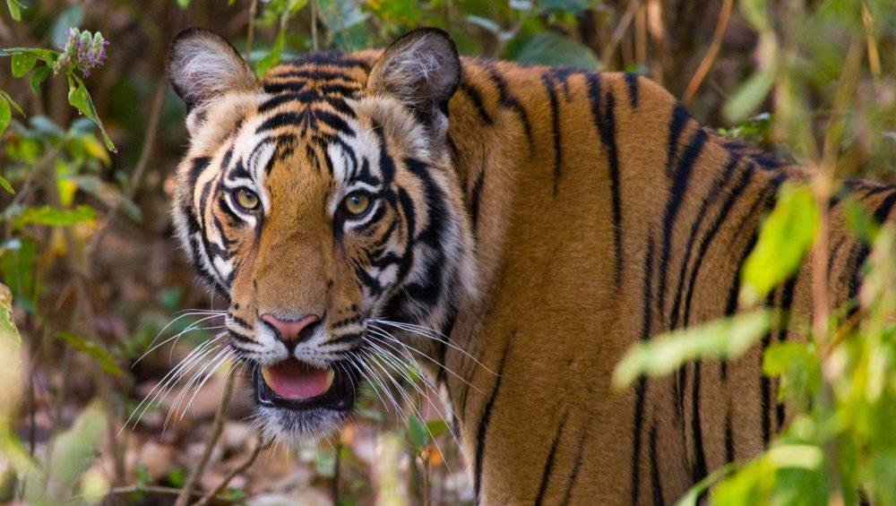 Bandhavgarh National Park