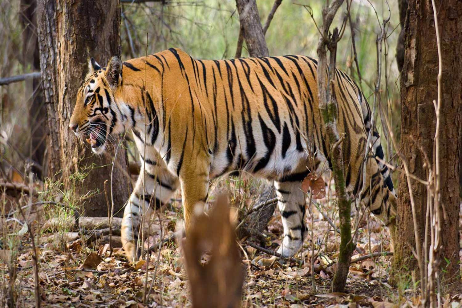 Bandhavgarh Tiger