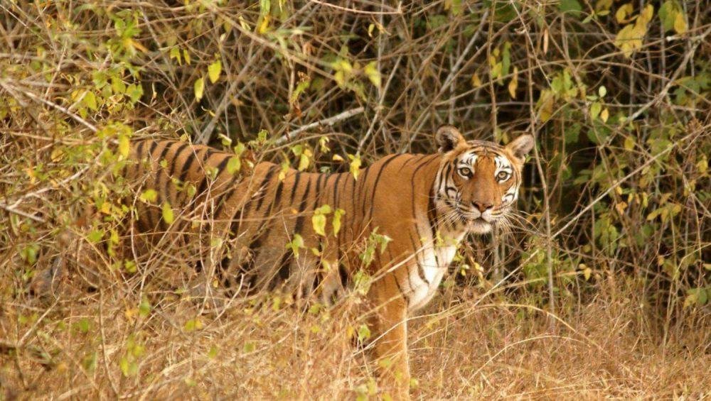 Bandipur National Park Travel Blog