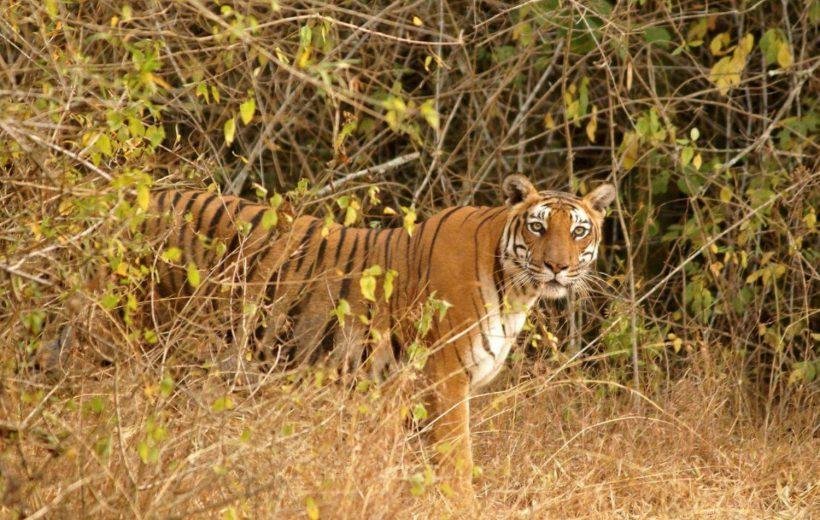 Bandipur National Park Jungle Safari Tour