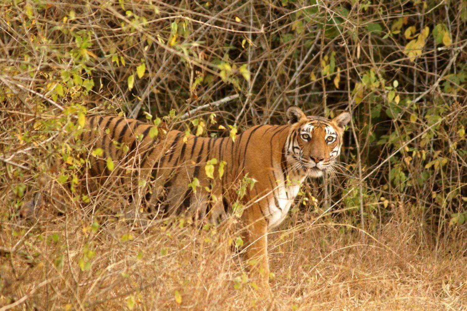 safari at bandipur