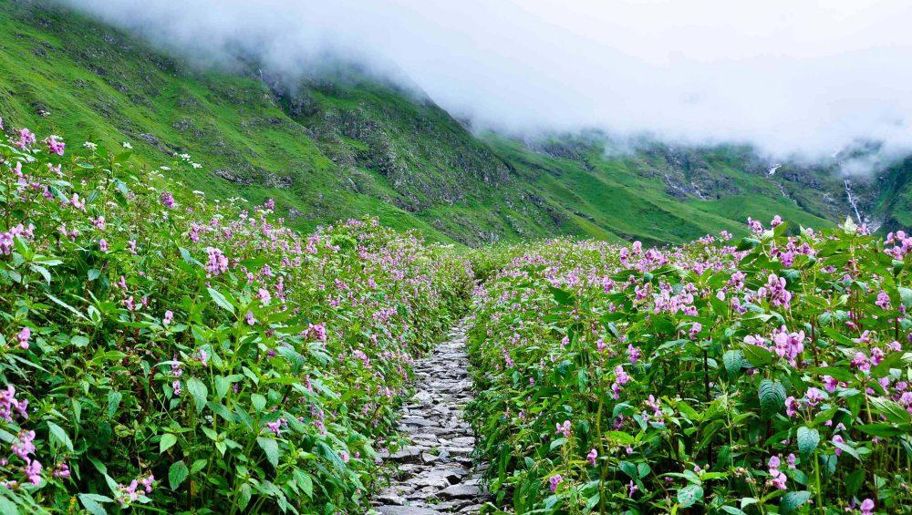 Best Summer Treks India-Valley of Flowers