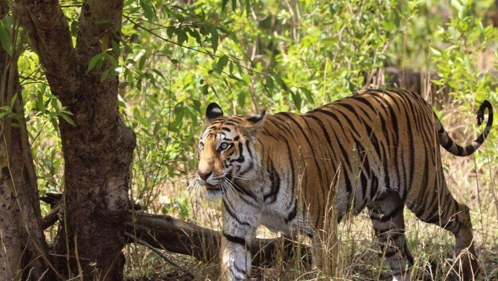 Flora & Fauna in Bandhavgarh