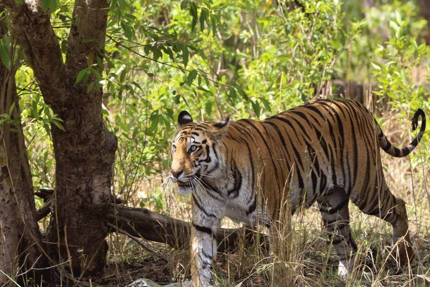 Flora & Fauna in Bandhavgarh