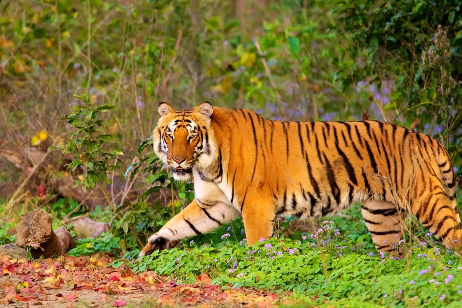 Jim Corbett Tiger Travel Blog