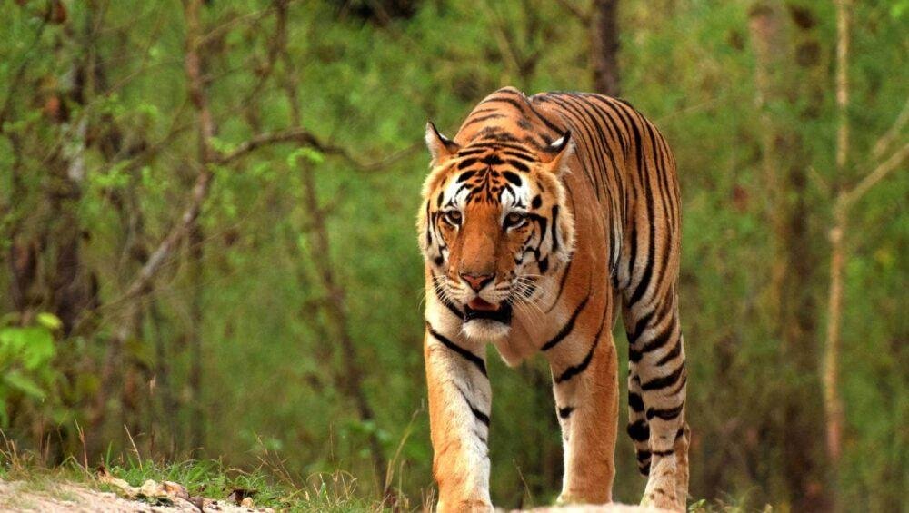 Wildlife Safari in Kanha National Park of Madhya Pradesh