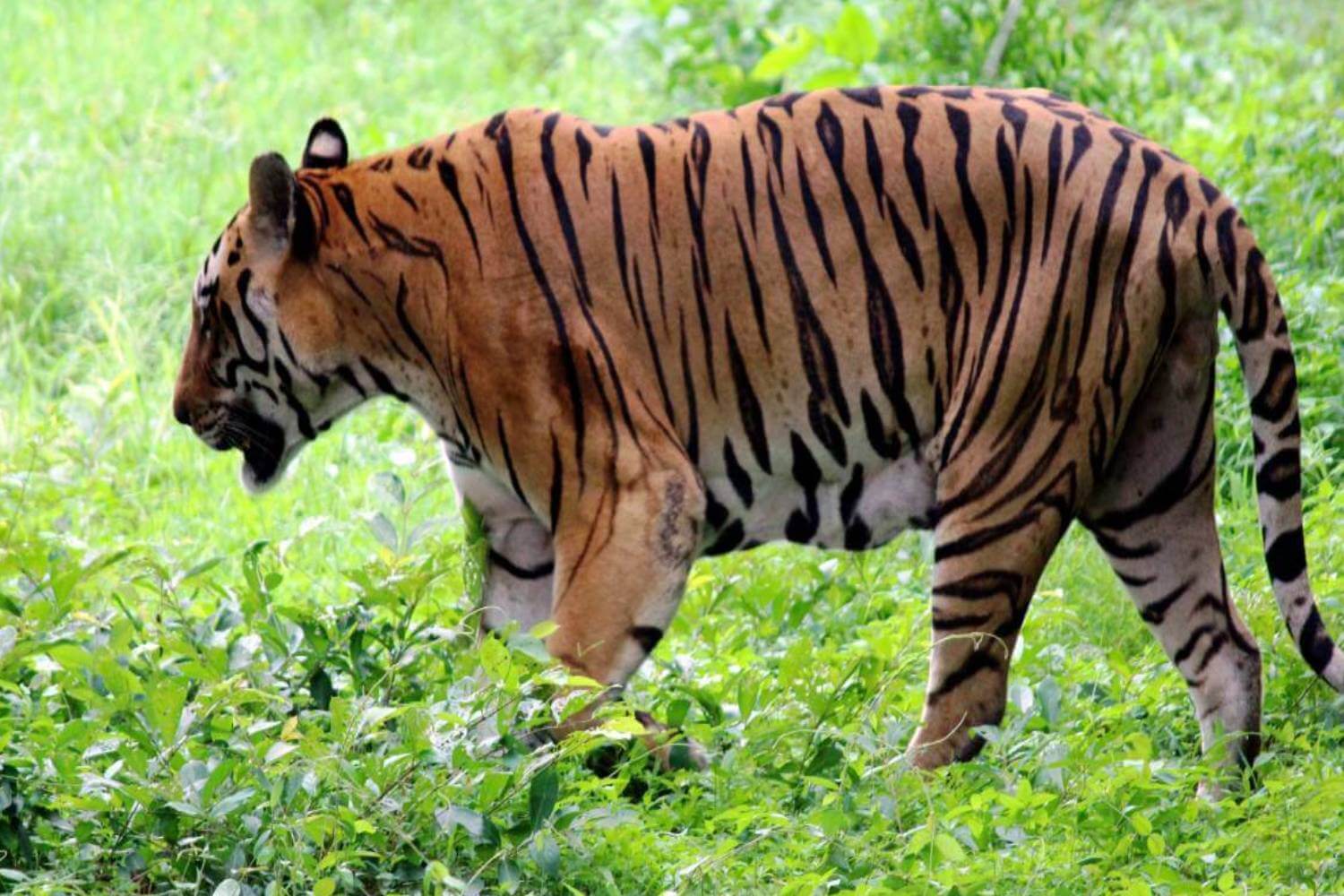 Kanha National Park Tiger Travel Blog