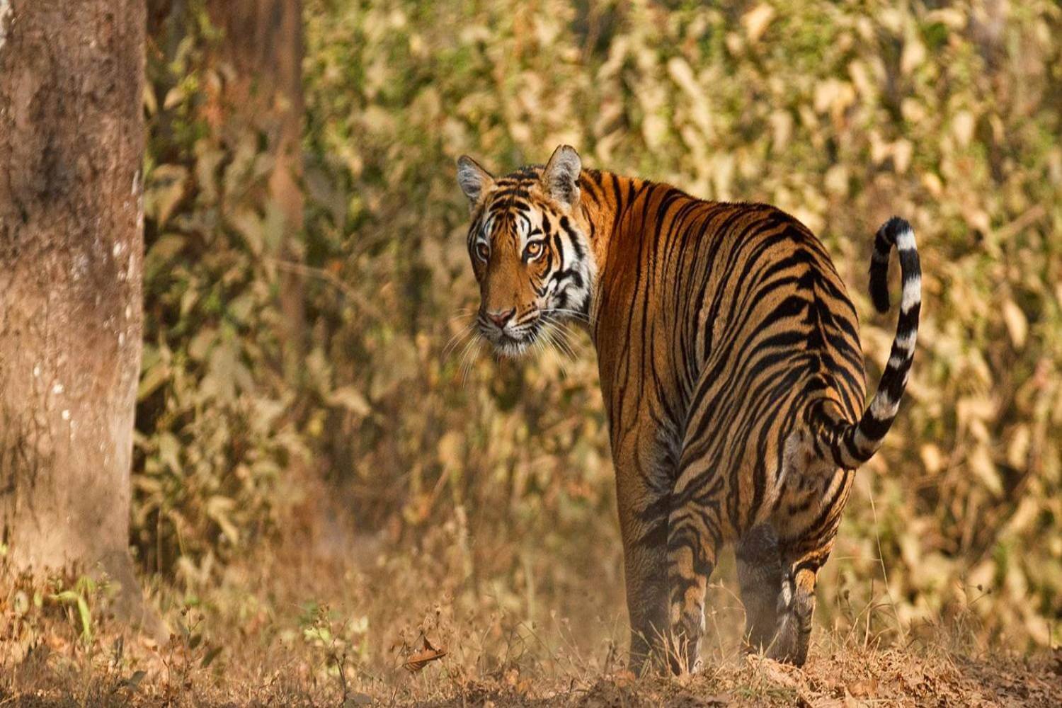 Kanha Tiger Reserve