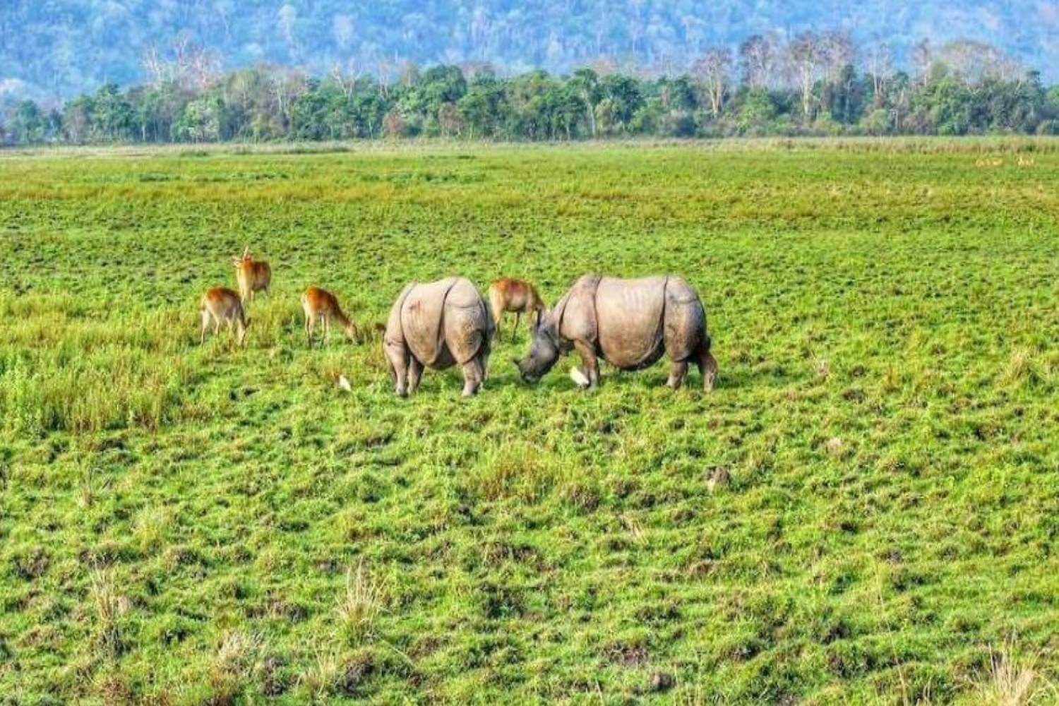 Kaziranga National Park Grass Field