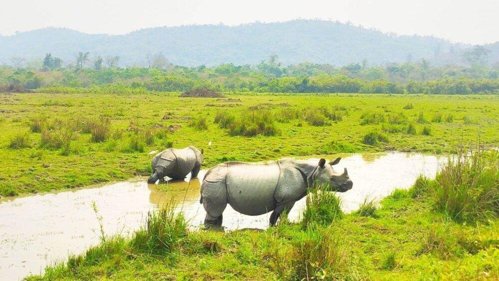 Kaziranga National Park Rhino