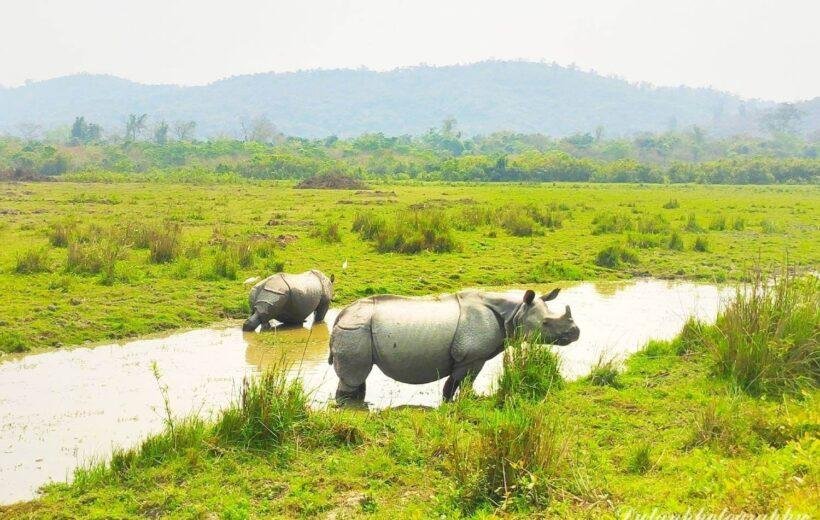 Kaziranga Wildlife Tour