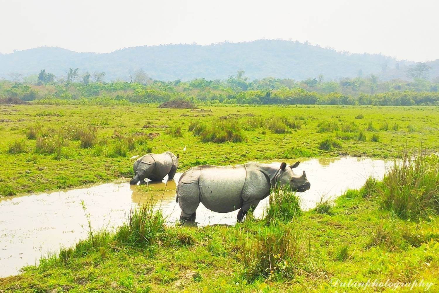 Kaziranga National Park Rhino