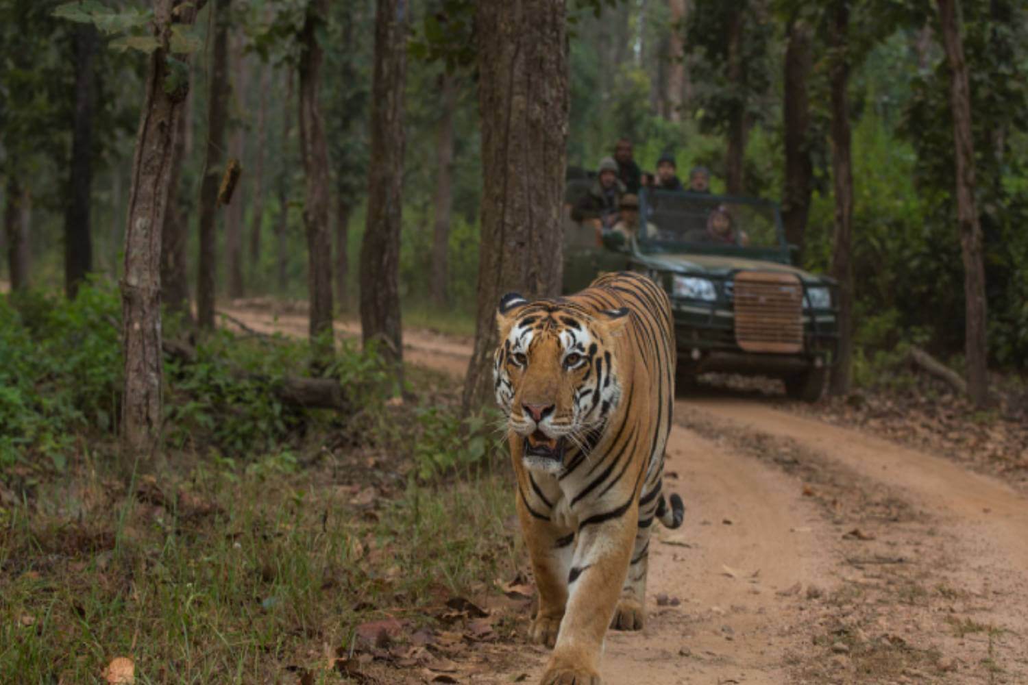 Panna National Park Tiger Travel Blog