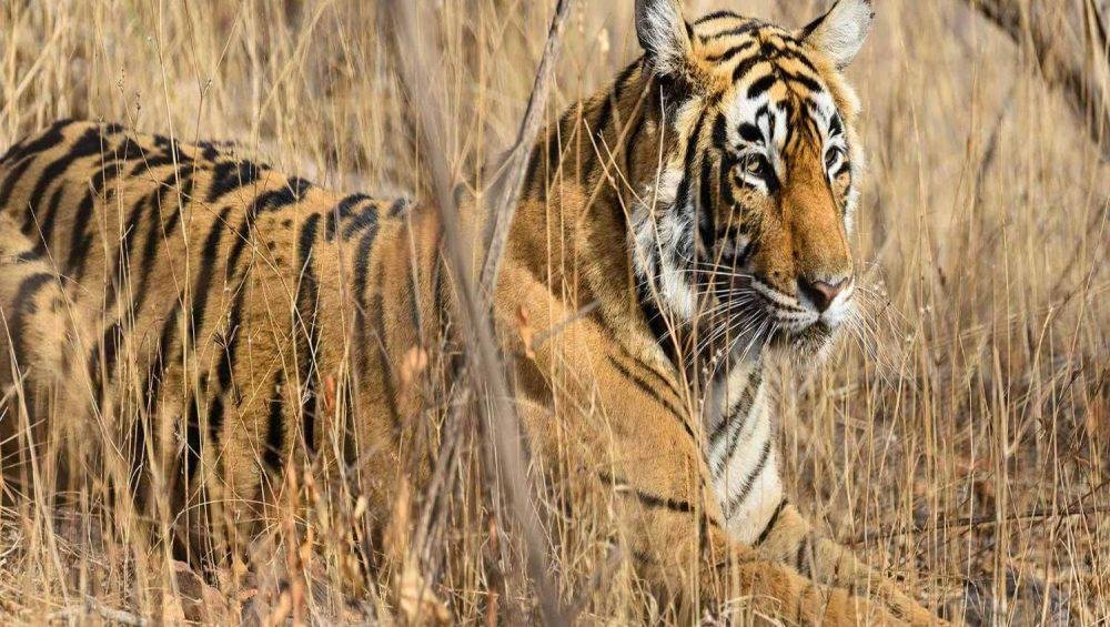 Pench National Park Travel Blog
