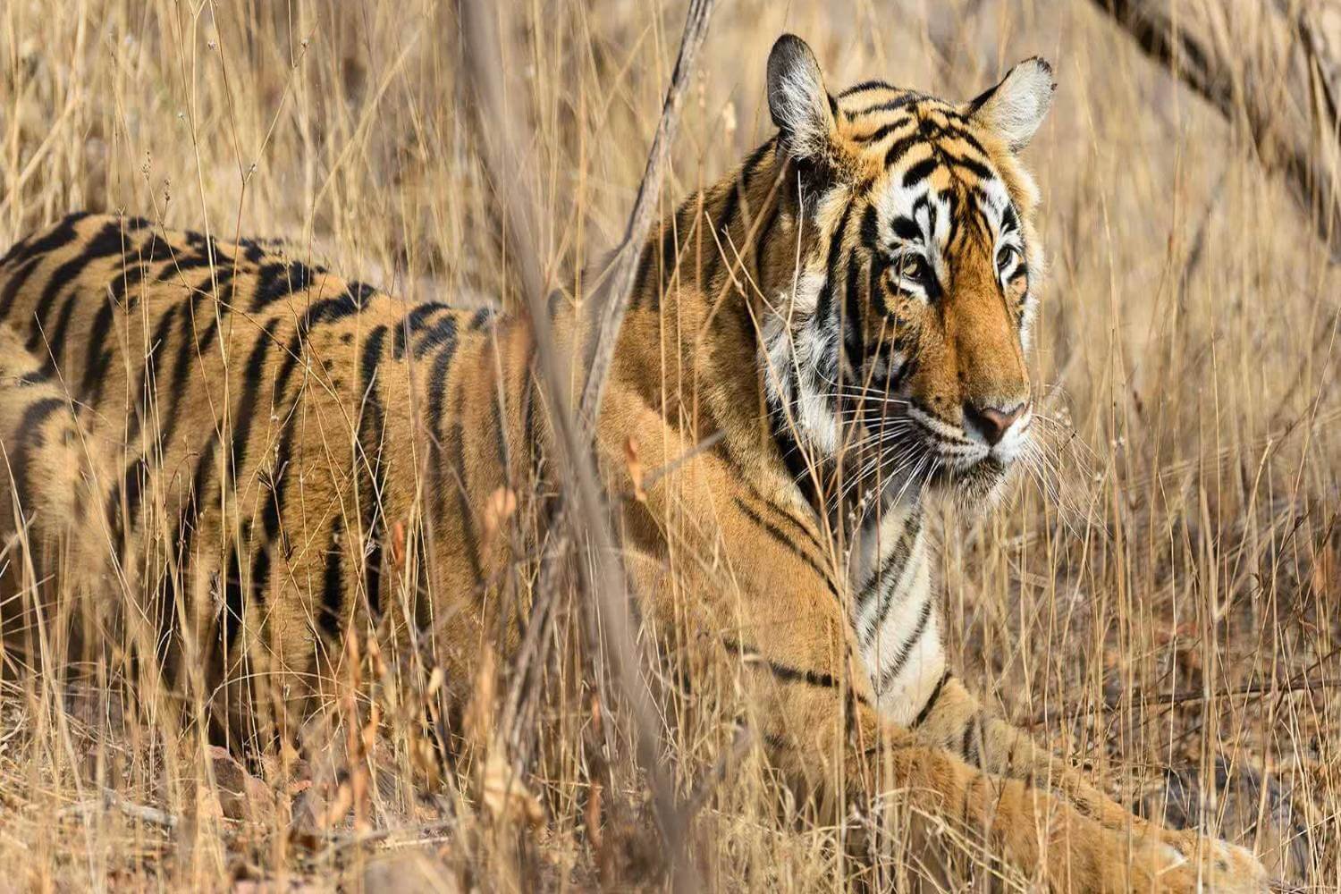 Pench National Park Travel Blog