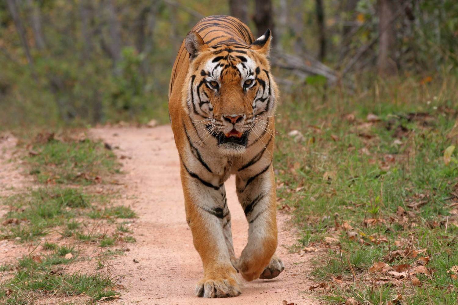 Tiger Bandhavgarh