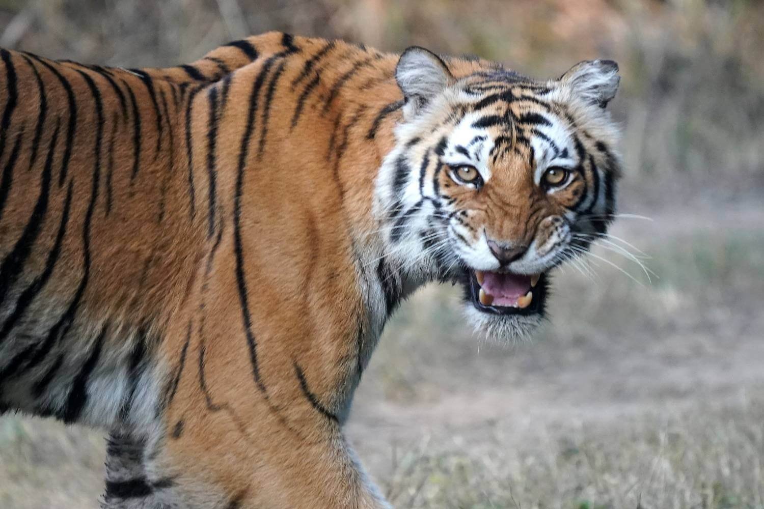 Corbett National Park Tiger