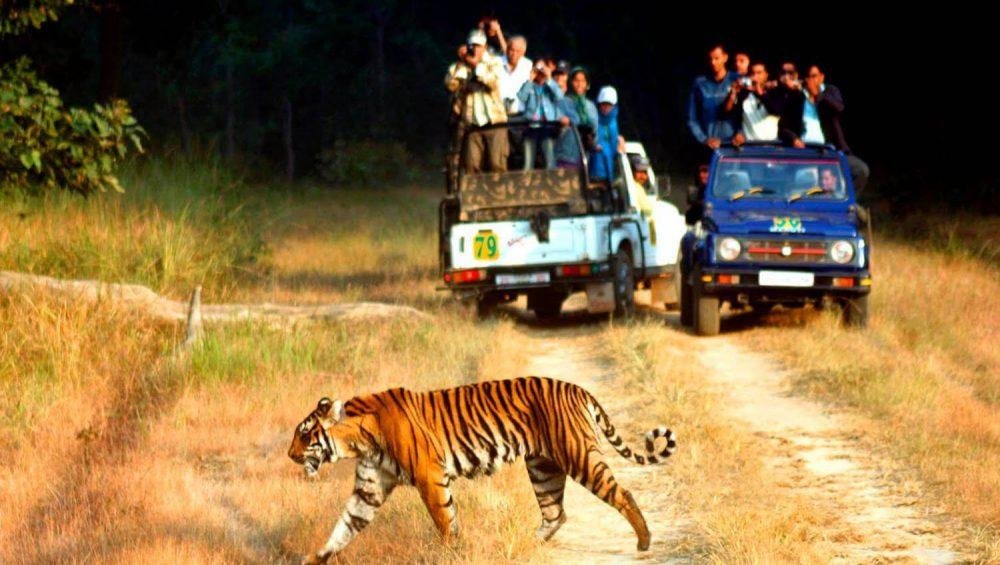 Jim Corbett National Park Safari