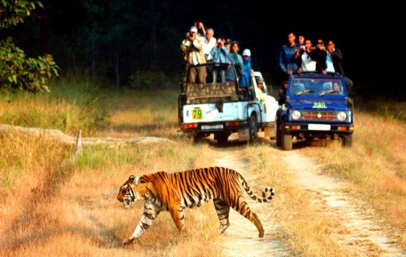 Jim Corbett National Park Tour