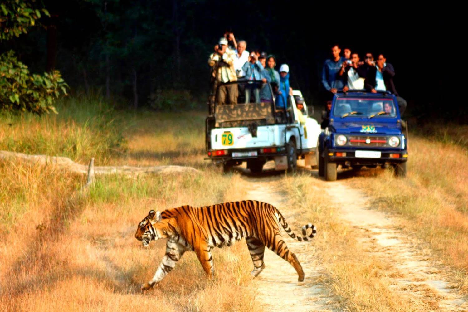 Jim Corbett National Park Safari