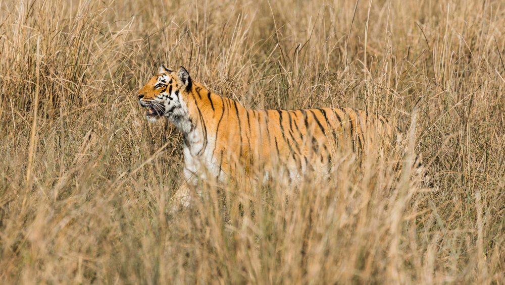 Jim Corbett National Park Tiger Uttarakhand