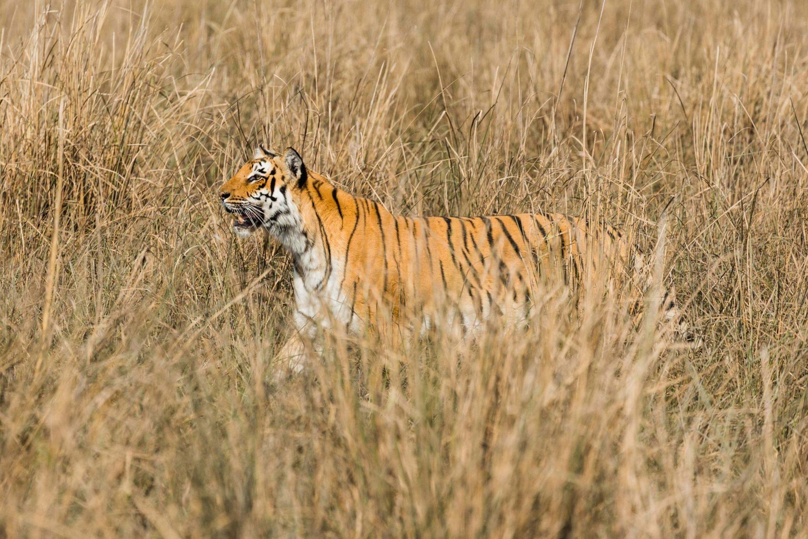 Jim Corbett National Park & Tiger Reserve Uttarakhand | Tourism Info Jim Corbett National Park & Tiger Reserve Uttarakhand | Tourism Info