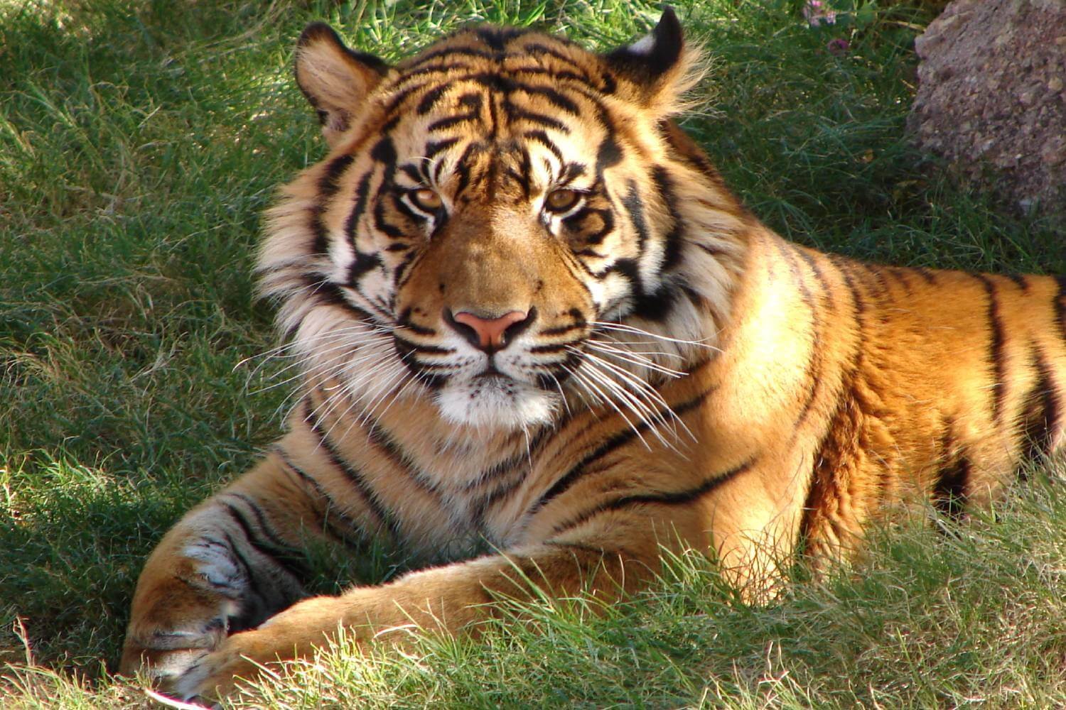 Jim Corbett Tiger