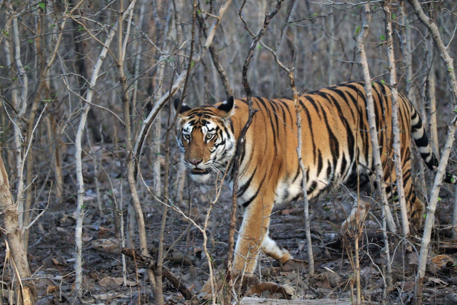 Panna National Park Tiger