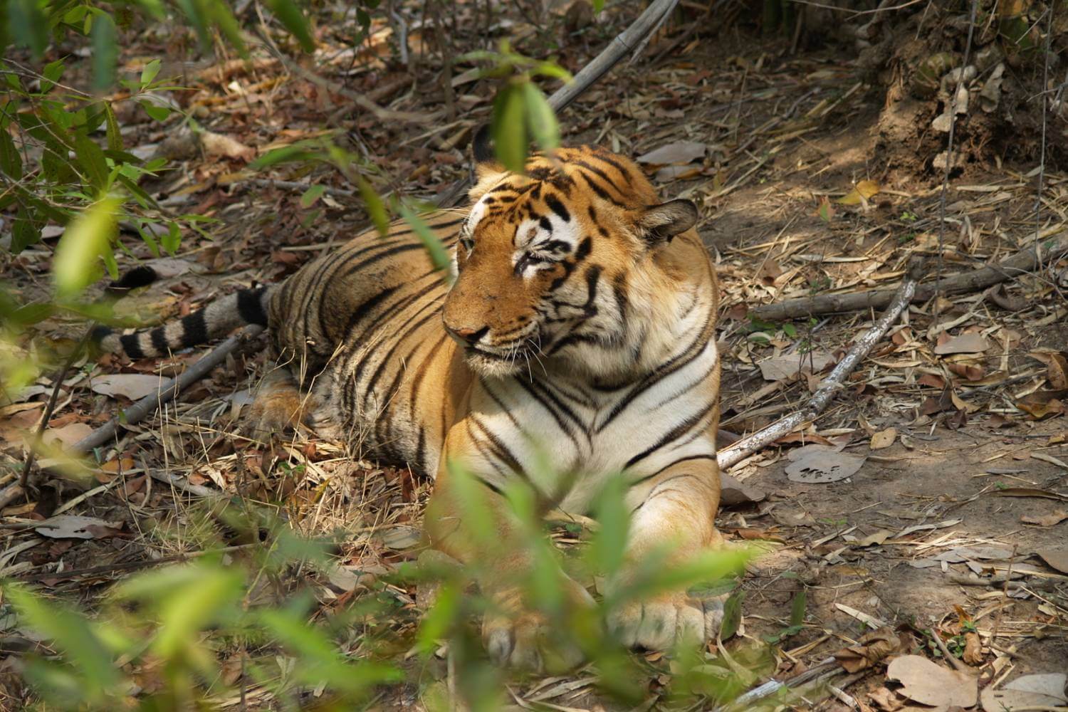 Panna Tiger