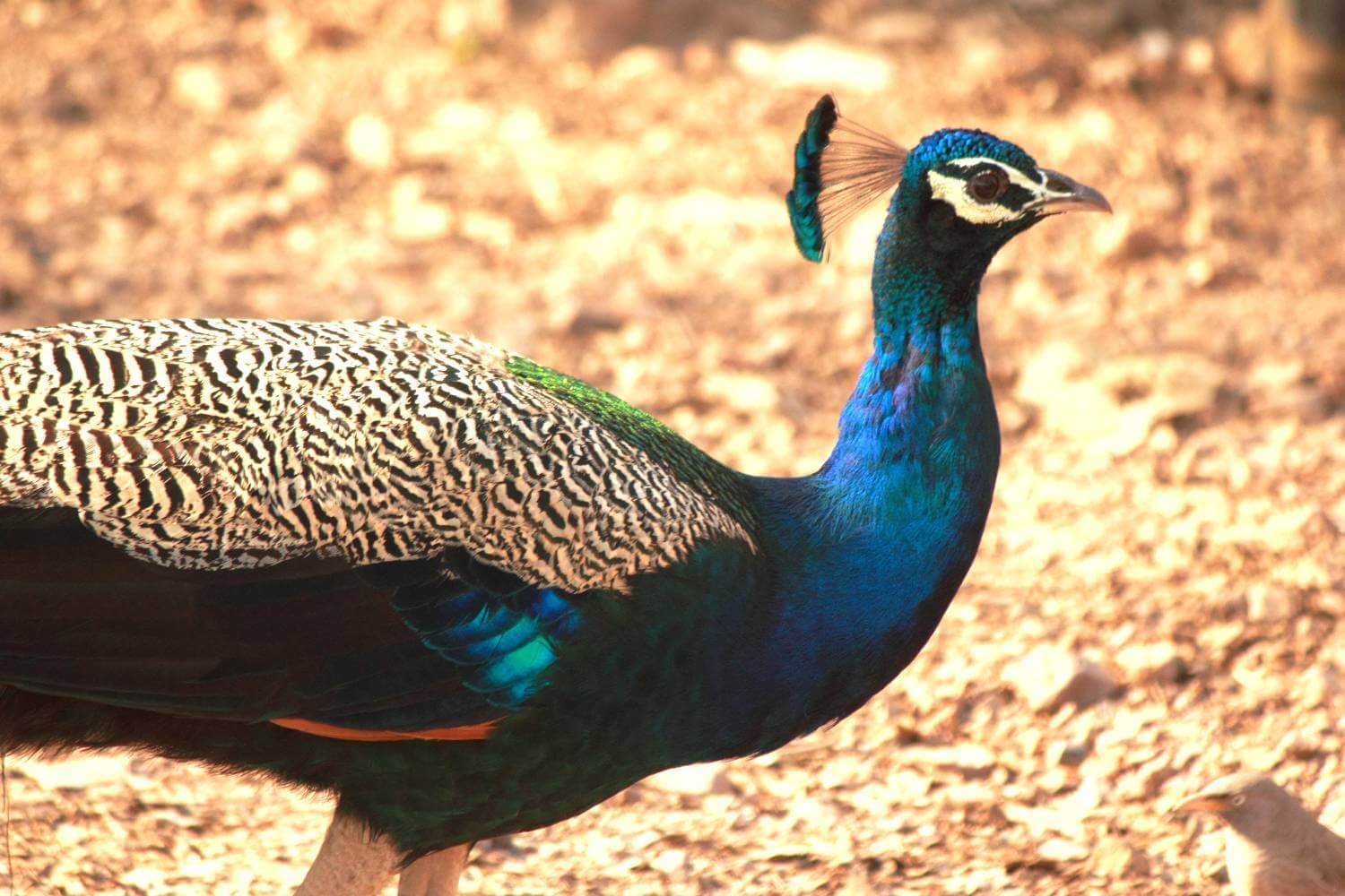 Ranthambore National Park Bird