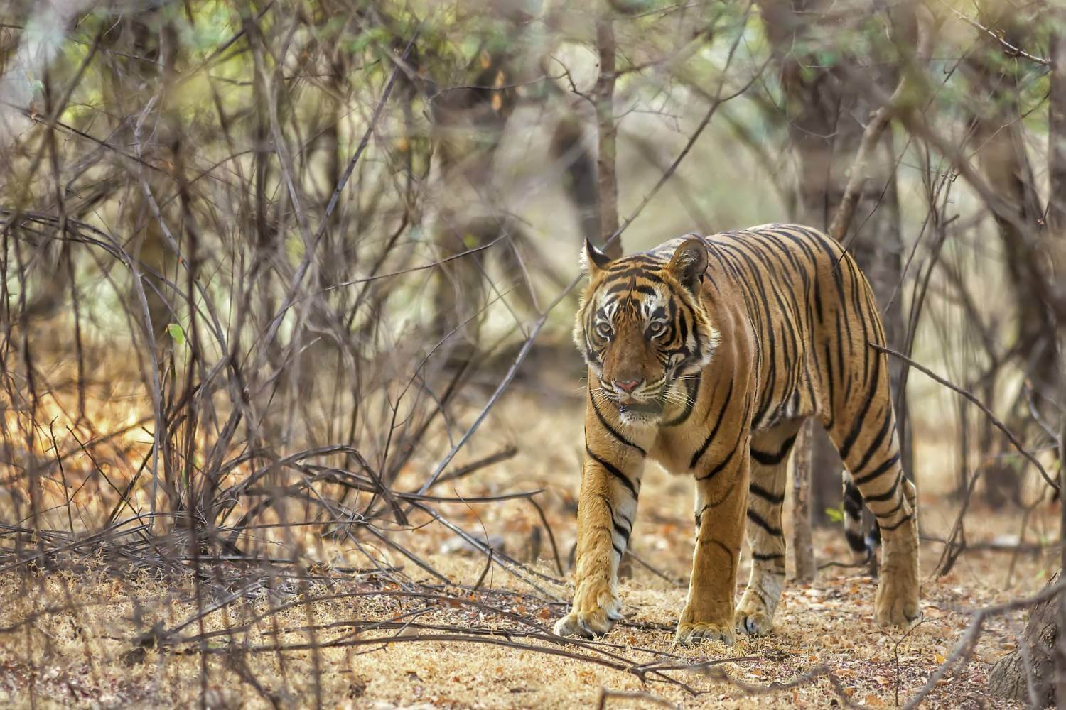 Ranthambore National Park Safari