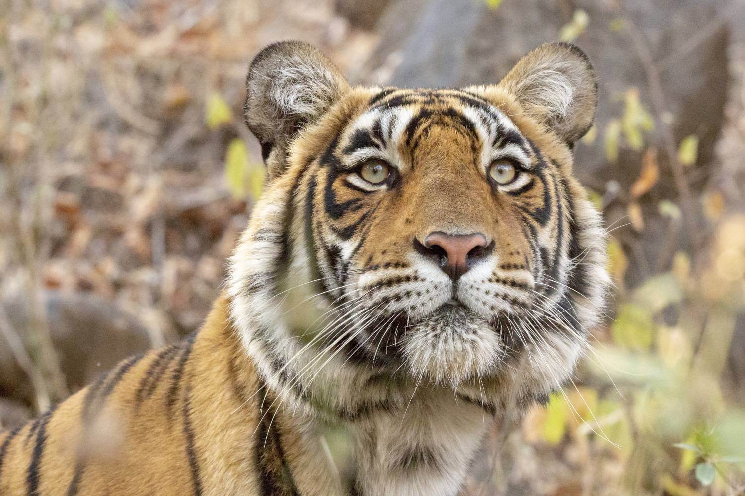 Ranthambore National Park Tigress