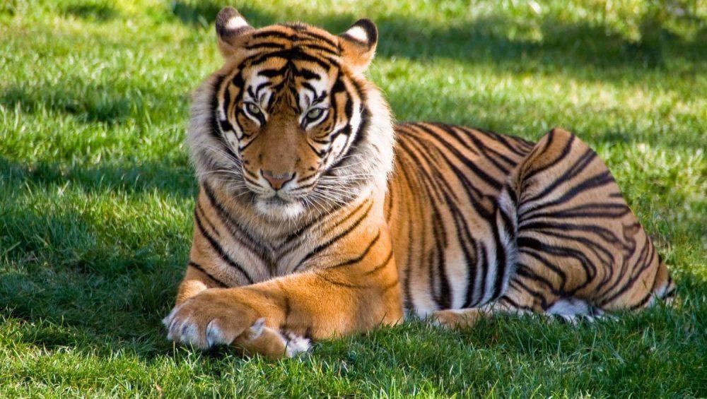 Ranthambore Tiger Reserve Rajasthan