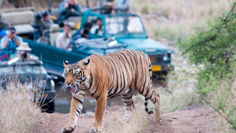 Ranthambore Tiger Safari