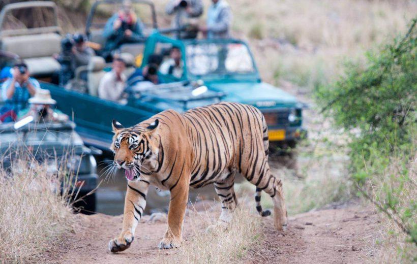 Ranthambore Package from Goa
