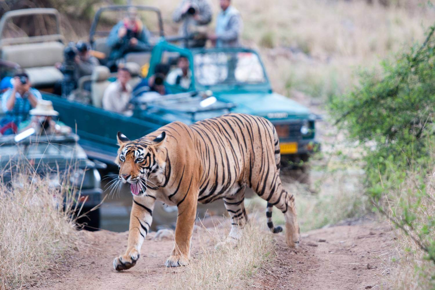 Ranthambore Tiger Safari