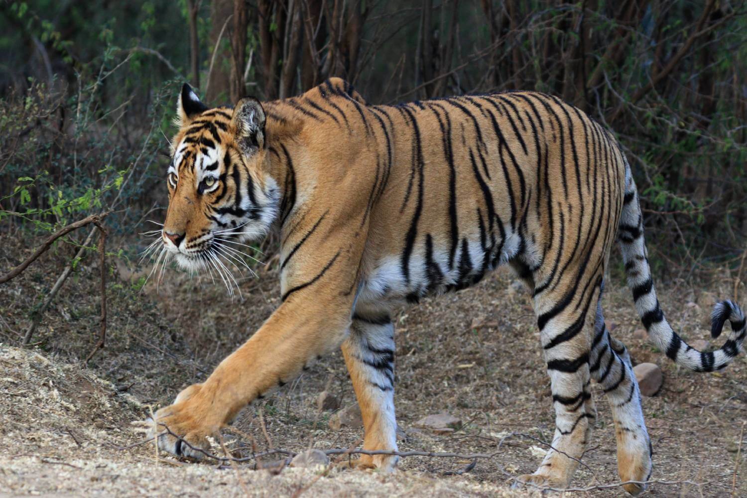 Ranthambore Tiger