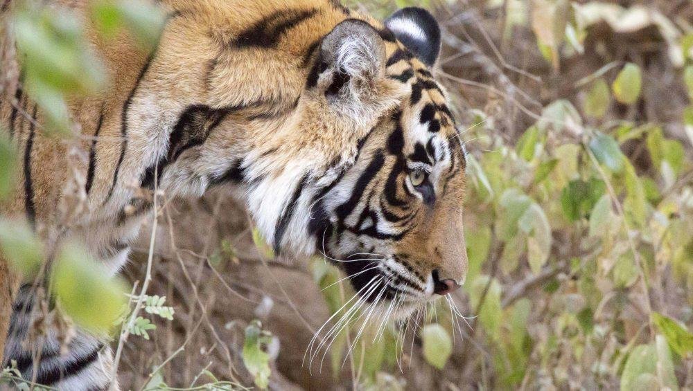 Ranthambore Travel Blog