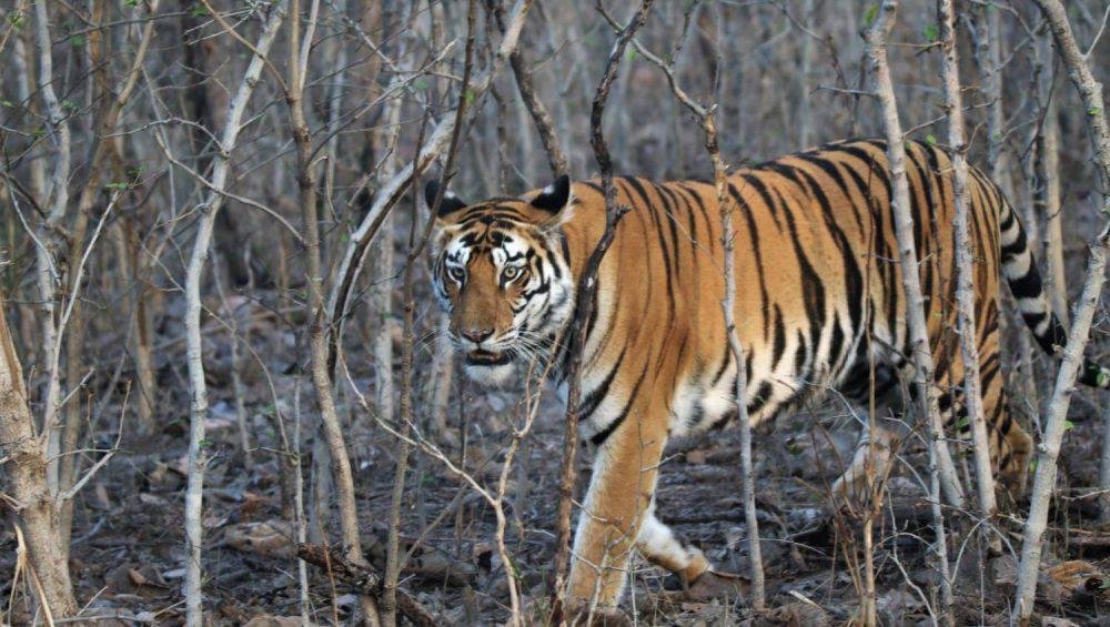 Tigress Panna National Park