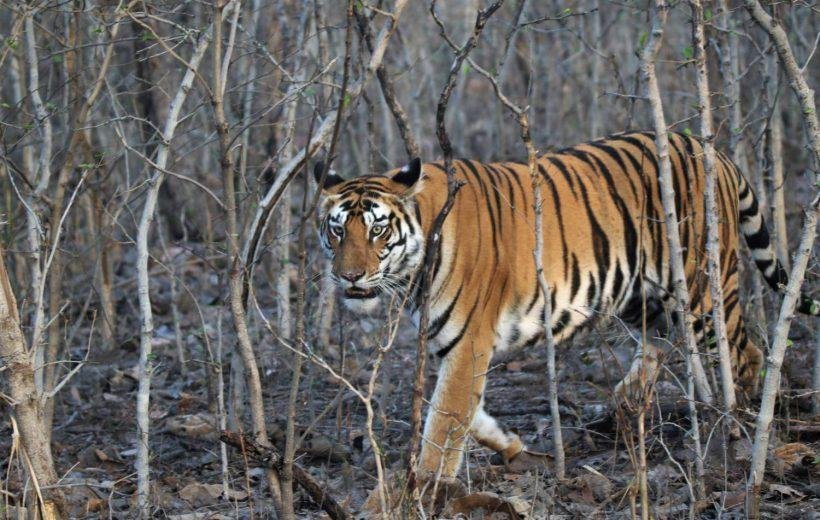 Panna National Park Wildlife Tour