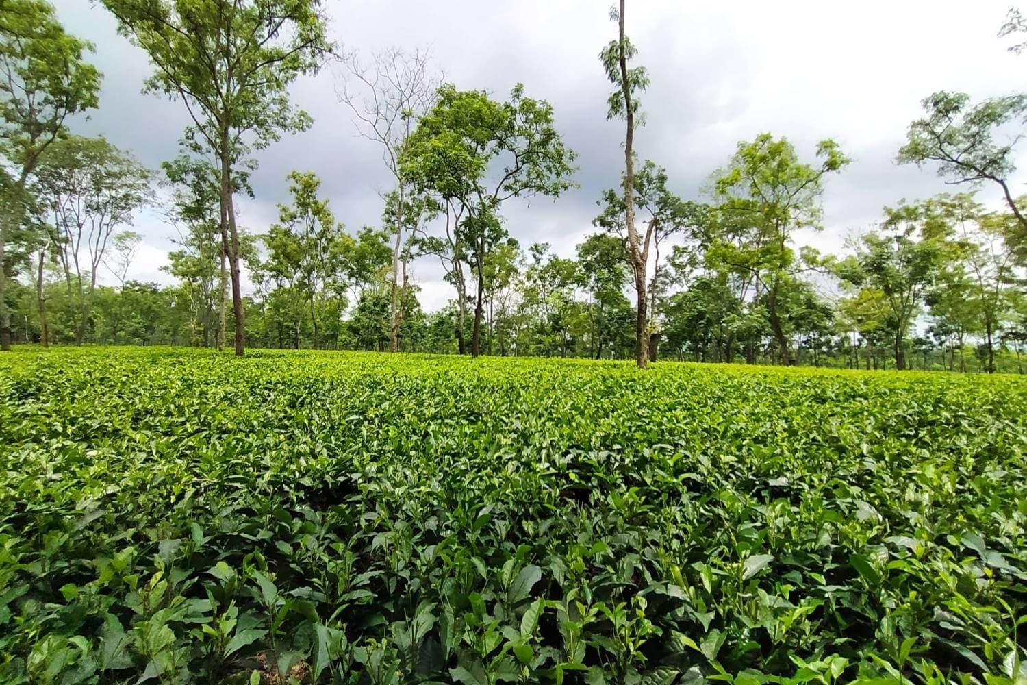 Addabarie Tea Estate