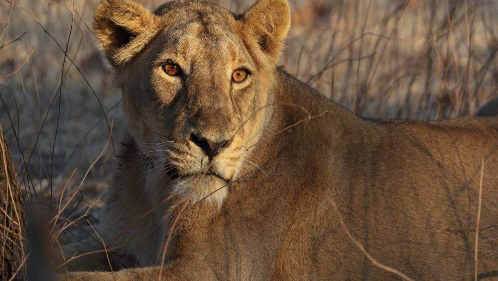 Gir National Park Lion