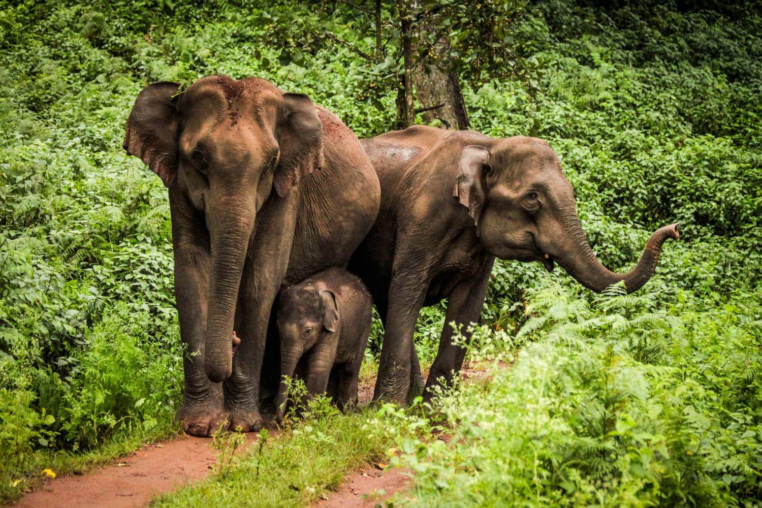 India Wildlife- Indian Elephant