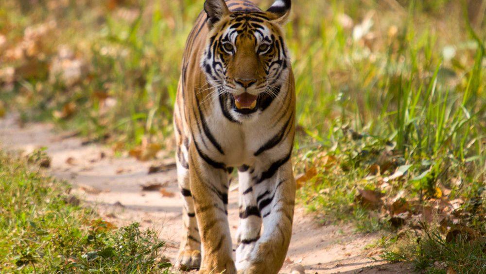 India Wildlife Tourism