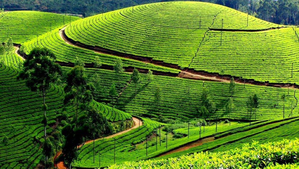 Munnar Kerala