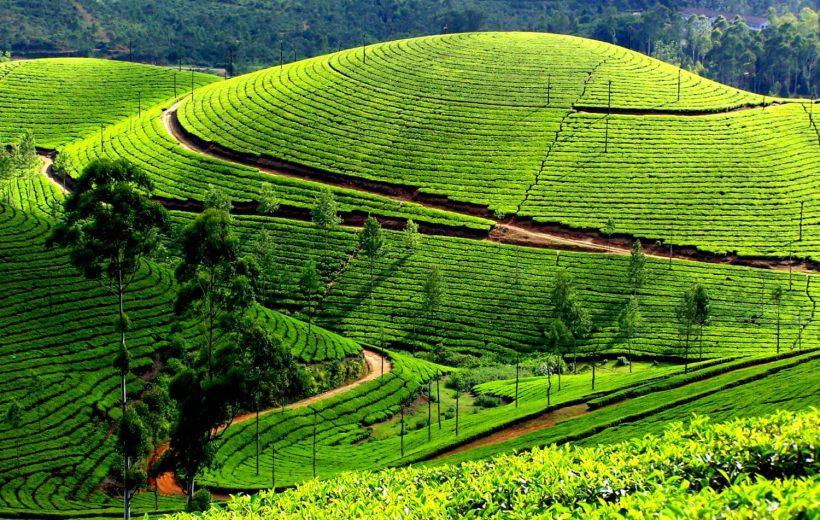 The Best of Kerala Tour