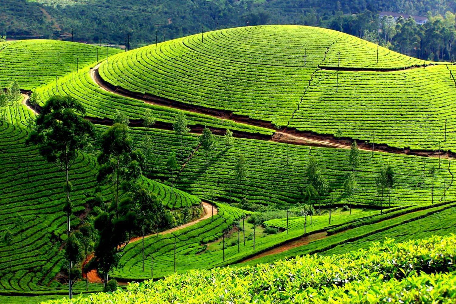 Munnar Kerala