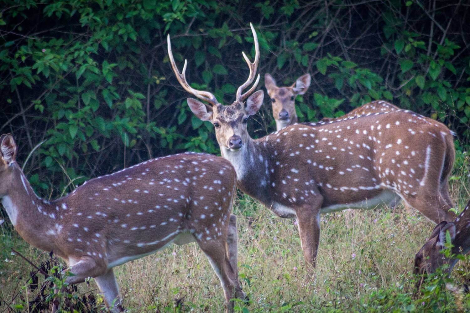 Spotted Deers